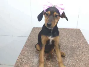 Cachorro raça SRD idade 2 a 6 meses nome Rubi