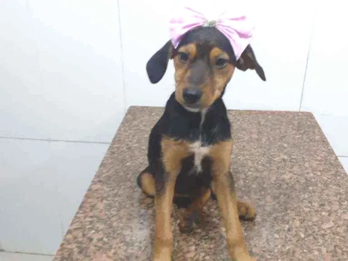 Cachorro ra a SRD idade 2 a 6 meses nome Rubi