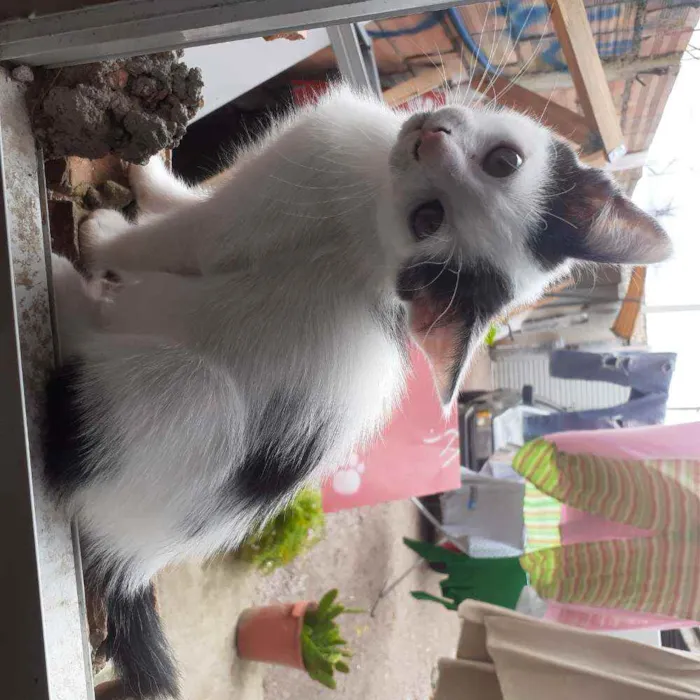 Gato ra a Indefinida idade Abaixo de 2 meses nome Gatinhos