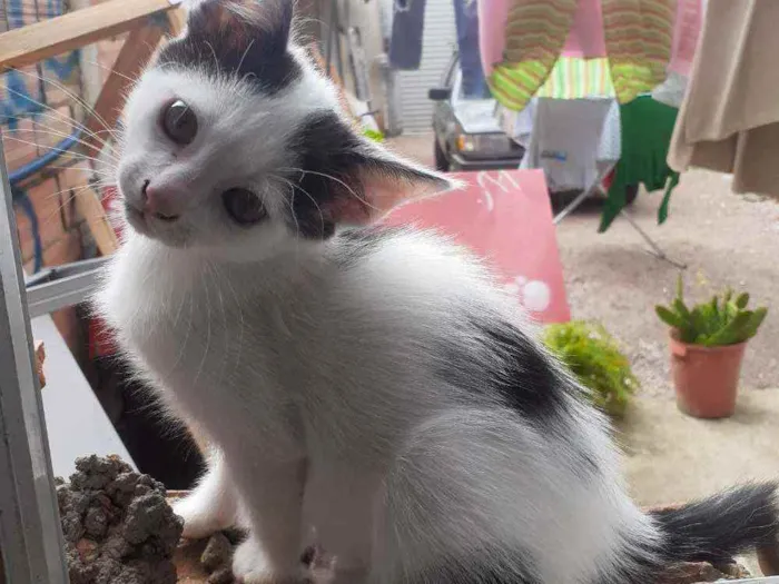 Gato ra a Indefinida idade Abaixo de 2 meses nome Gatinhos