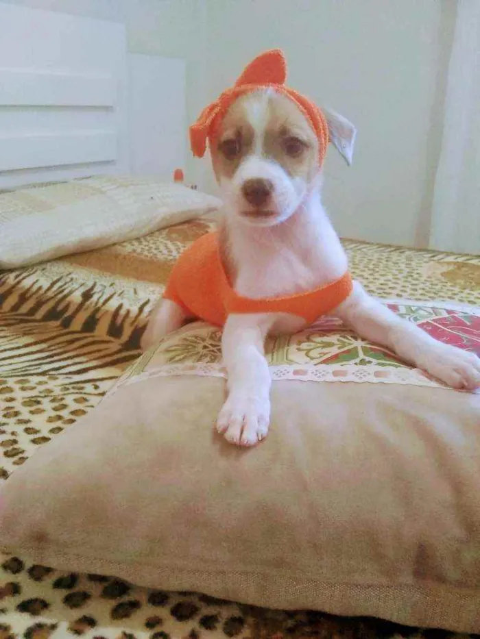 Cachorro raça Vira lata idade 2 a 6 meses nome DJÙLY