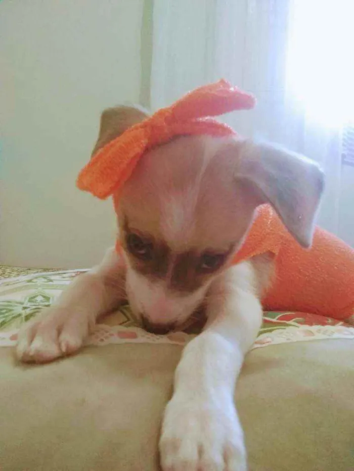Cachorro raça Vira lata idade 2 a 6 meses nome DJÙLY