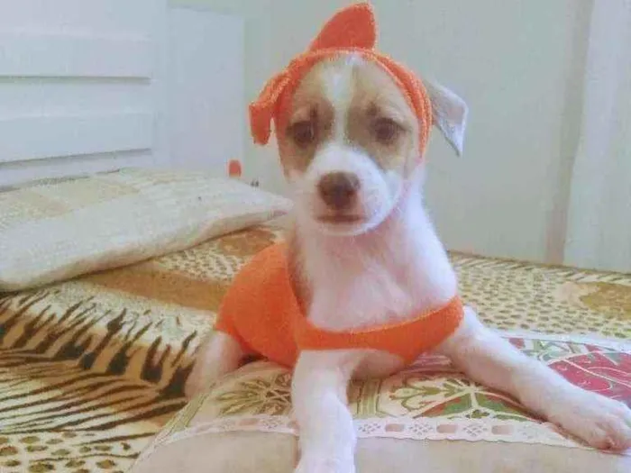Cachorro raça Vira lata idade 2 a 6 meses nome DJÙLY