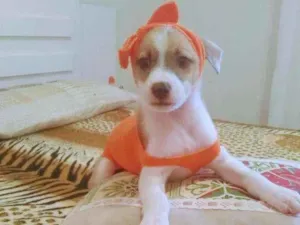 Cachorro raça Vira lata idade 2 a 6 meses nome DJÙLY