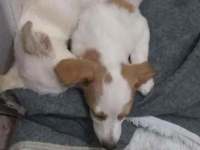 Cachorro ra a Não sei a raça  idade 7 a 11 meses nome Beethoven  e Duquesa