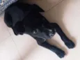 Totó