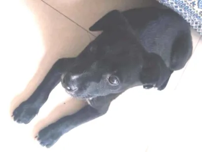 Cachorro raça SRD-ViraLata idade 2 a 6 meses nome Totó