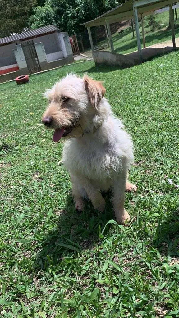 Cachorro raça SRD-ViraLata idade 1 ano nome Ariel