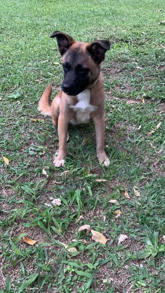 Cachorro raça SRD-ViraLata idade 1 ano nome Anita