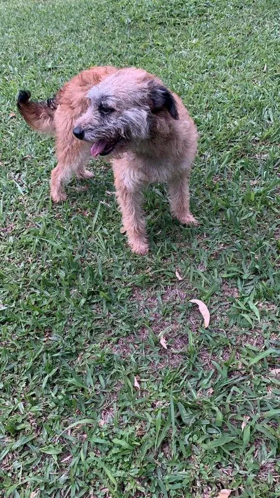 Cachorro raça SRD-ViraLata idade 1 ano nome Greta