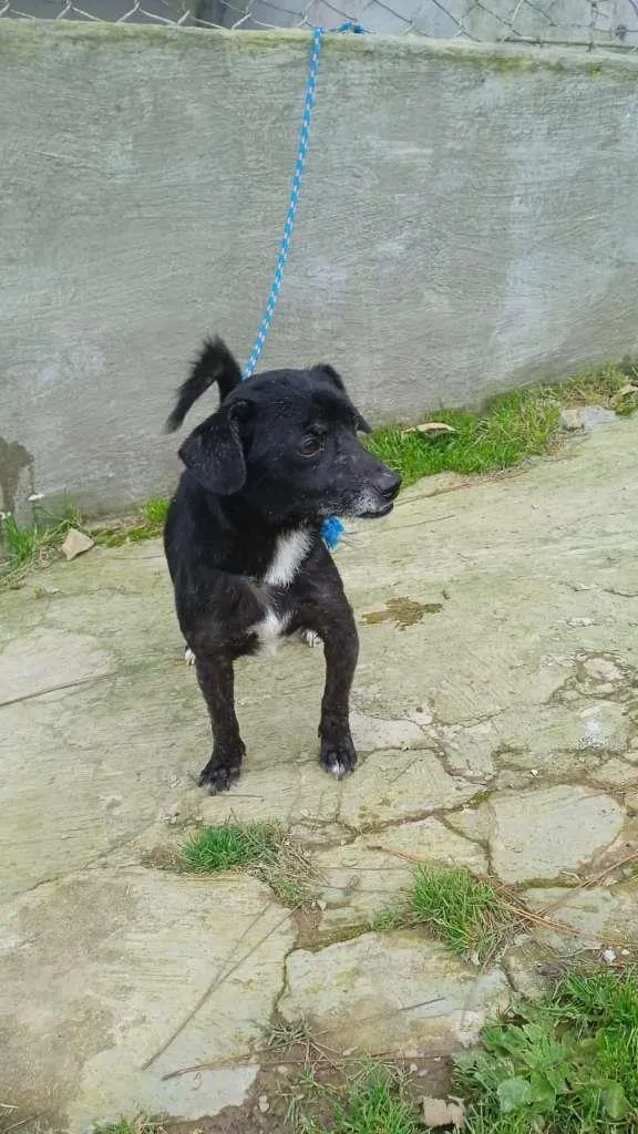 Cachorro raça SRD-ViraLata idade 3 anos nome Sorriso