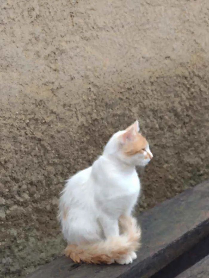 Gato raça  idade 2 anos nome Beijamin