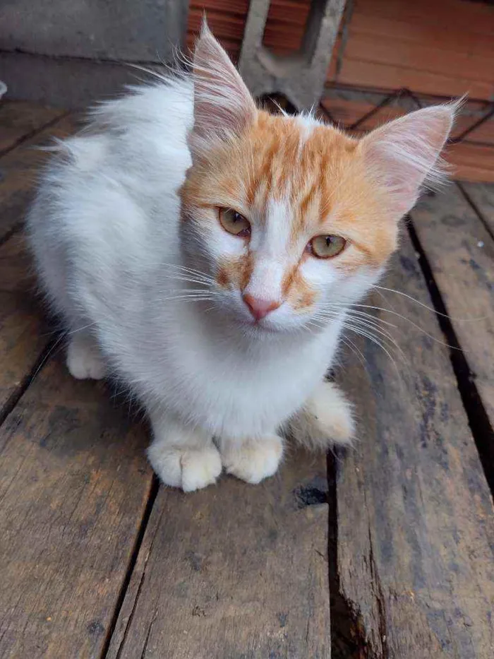 Gato raça  idade 2 anos nome Beijamin