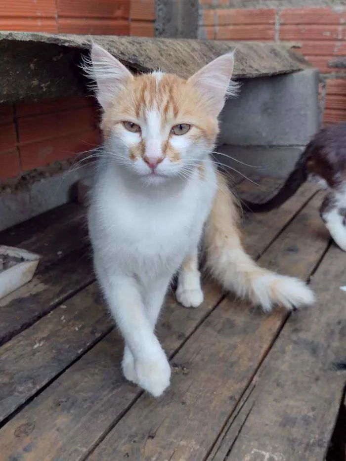 Gato raça  idade 2 anos nome Beijamin