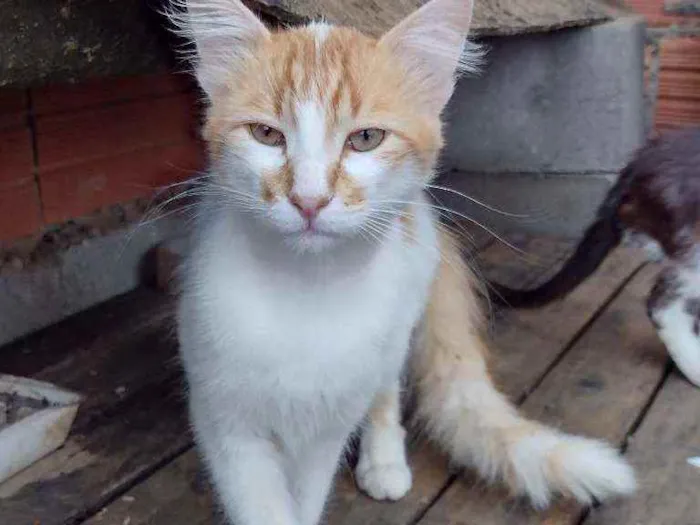 Gato raça  idade 2 anos nome Beijamin