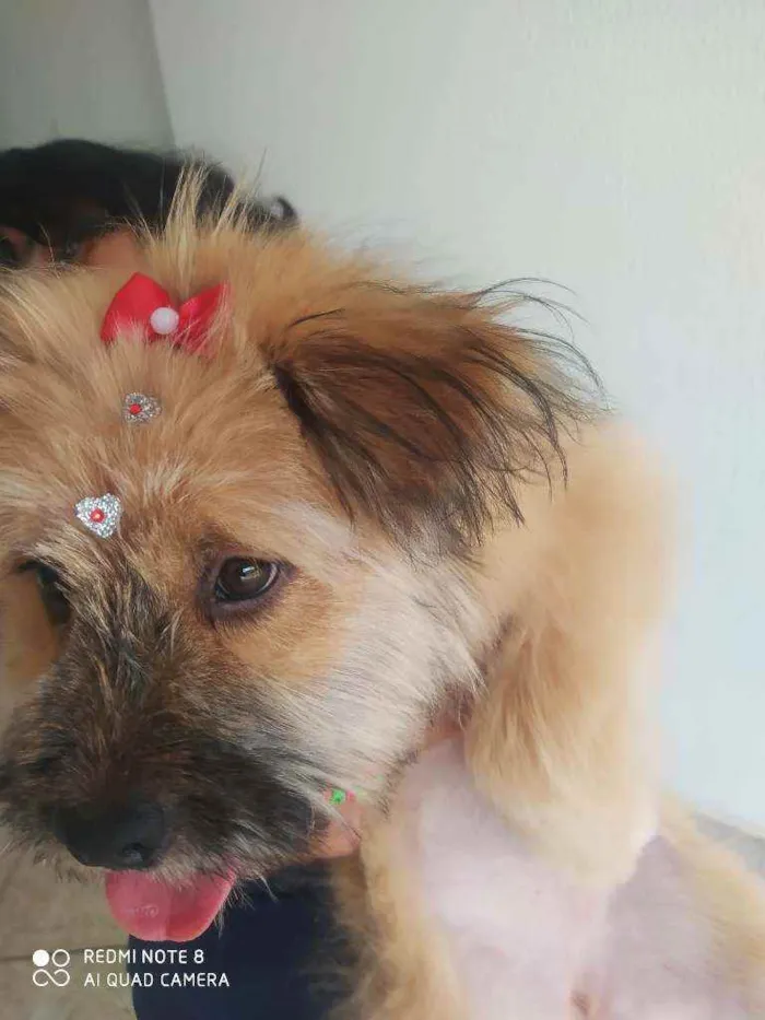 Cachorro ra a Chow Chow com ilhasa idade 2 a 6 meses nome Princesa