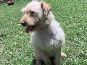 Cachorro raça SRD-ViraLata idade 1 ano nome Ariel