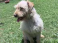 Cachorro raça SRD-ViraLata idade 1 ano nome Ariel