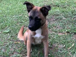 Cachorro raça SRD-ViraLata idade 1 ano nome Anita