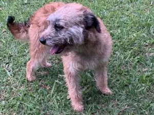 Cachorro raça SRD-ViraLata idade 1 ano nome Greta