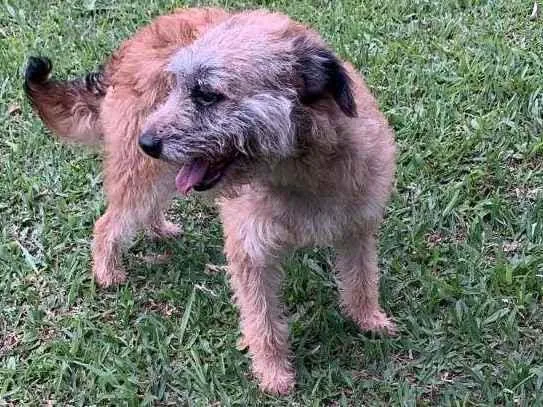 Cachorro raça SRD-ViraLata idade 1 ano nome Greta