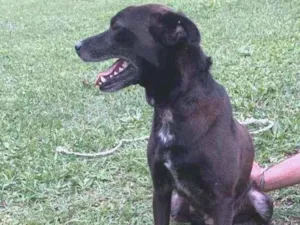 Cachorro raça SRD-ViraLata idade 1 ano nome Sol