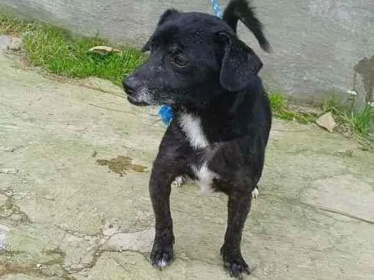 Cachorro raça SRD-ViraLata idade 3 anos nome Sorriso