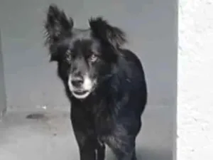 Cachorro raça SRD-ViraLata idade 3 anos nome Bill