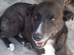 Cachorro raça SRD-ViraLata idade 3 anos nome Bono