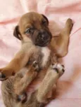 Docinho 