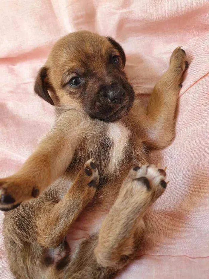 Cachorro raça Srd idade Abaixo de 2 meses nome Docinho 