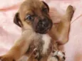 Docinho 