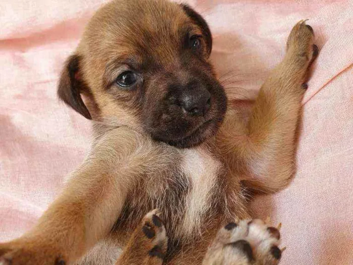 Cachorro raça Srd idade Abaixo de 2 meses nome Docinho 