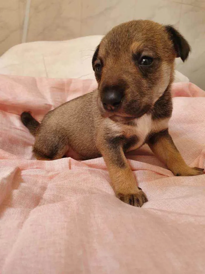 Cachorro raça Srd idade Abaixo de 2 meses nome Florzinha