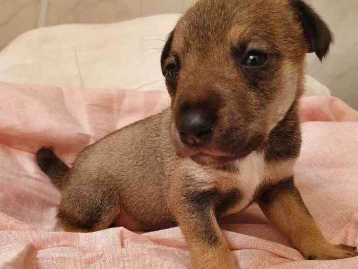 Cachorro raça Srd idade Abaixo de 2 meses nome Florzinha