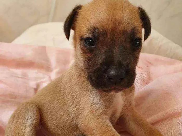 Cachorro raça Srd idade Abaixo de 2 meses nome Lindinha