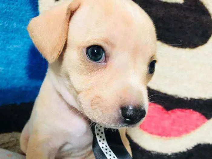 Cachorro raça Srd idade Abaixo de 2 meses nome Gergelim