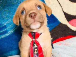 Cachorro raça Srd idade Abaixo de 2 meses nome Bombom