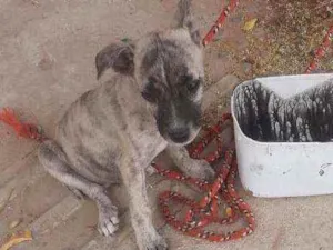 Cachorro raça Sem raça  idade Abaixo de 2 meses nome Max