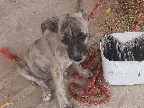 Cachorro ra a Sem raça idade Abaixo de 2 meses nome Max