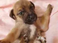 Docinho 