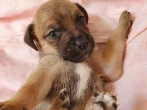 Cachorro raça Srd idade Abaixo de 2 meses nome Docinho 