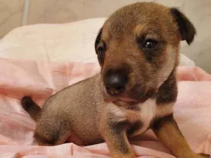 Cachorro raça Srd idade Abaixo de 2 meses nome Florzinha