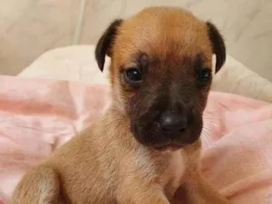 Cachorro raça Srd idade Abaixo de 2 meses nome Lindinha