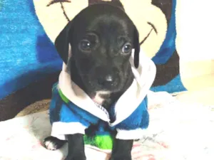 Cachorro raça Srd idade Abaixo de 2 meses nome Amendoim 