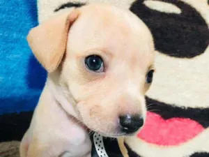 Cachorro raça Srd idade Abaixo de 2 meses nome Gergelim