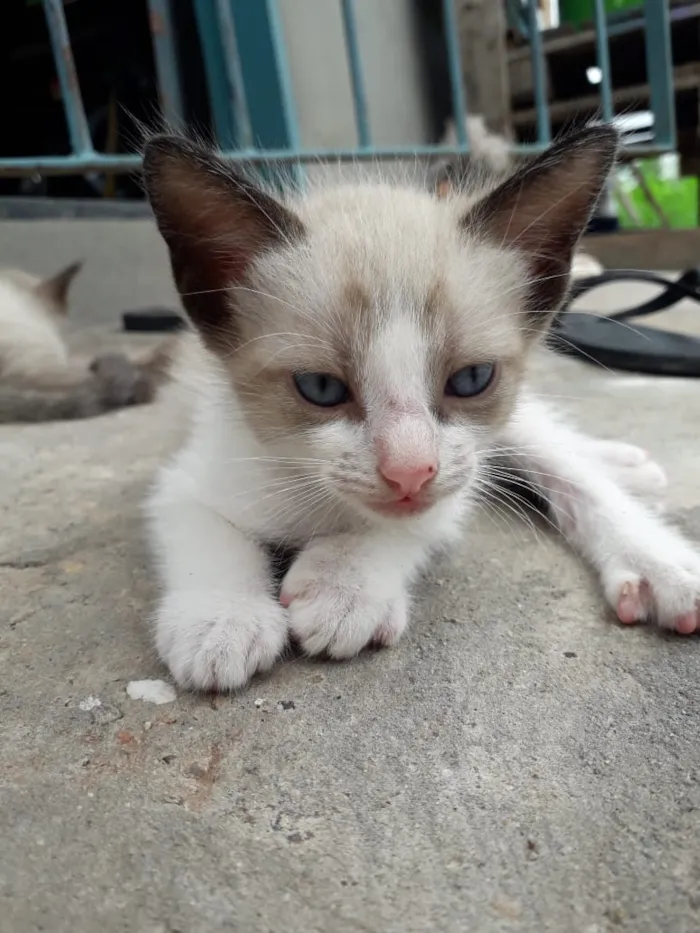 Gato ra a Viralata idade 1 ano nome Gordinho Rita Branco