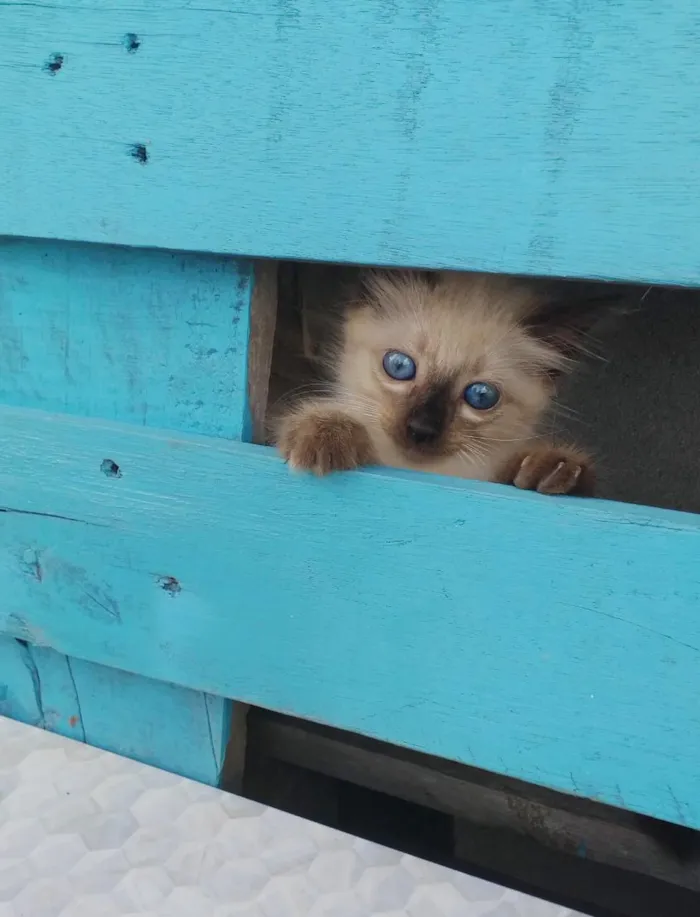 Gato ra a Viralata idade 1 ano nome Gordinho Rita Branco