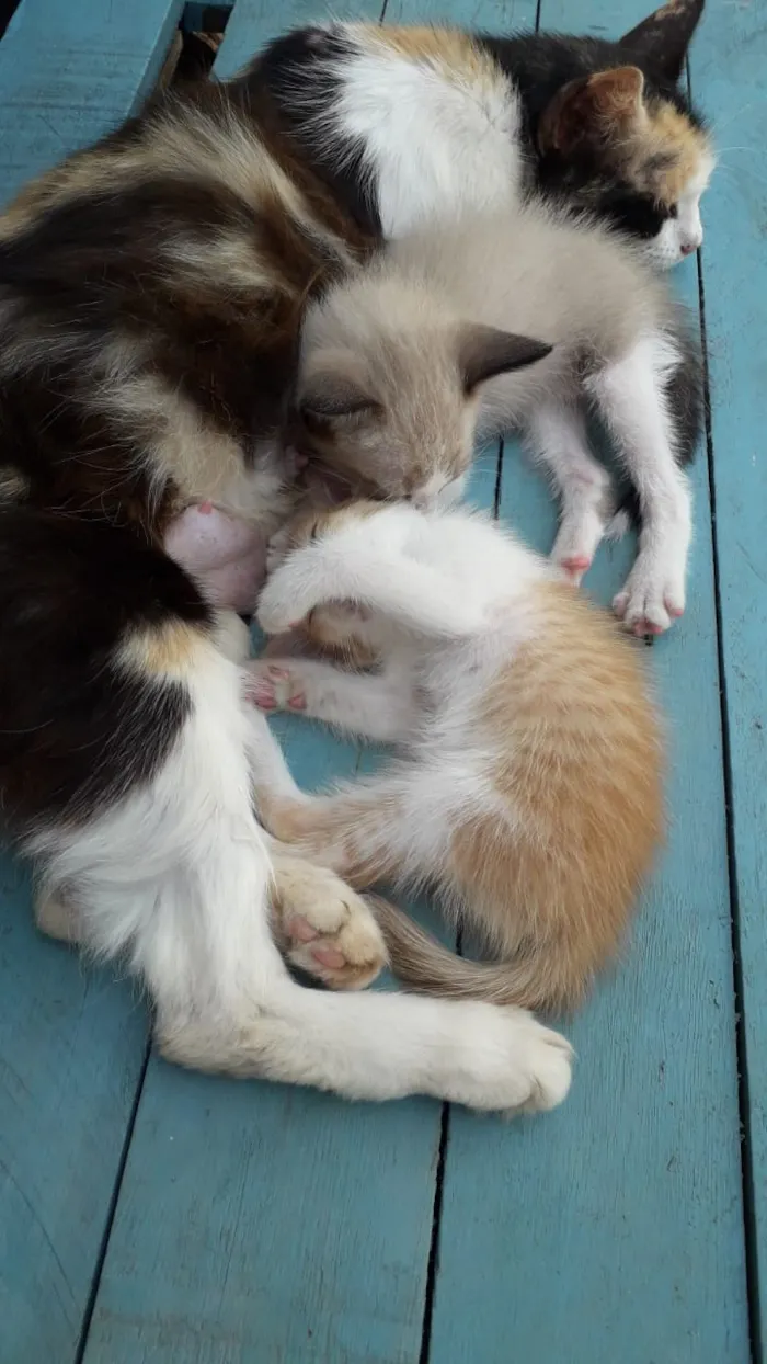 Gato ra a Viralata idade 1 ano nome Gordinho Rita Branco