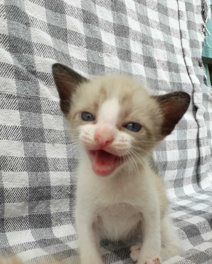 Gato ra a Viralata idade 1 ano nome Gordinho Rita Branco